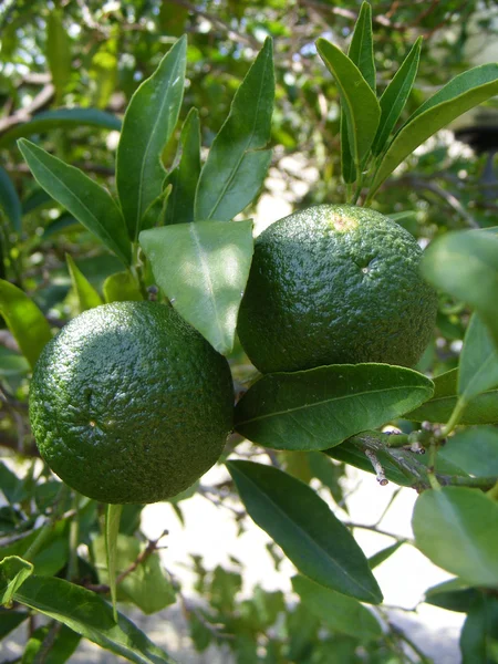 Orangen — Stockfoto