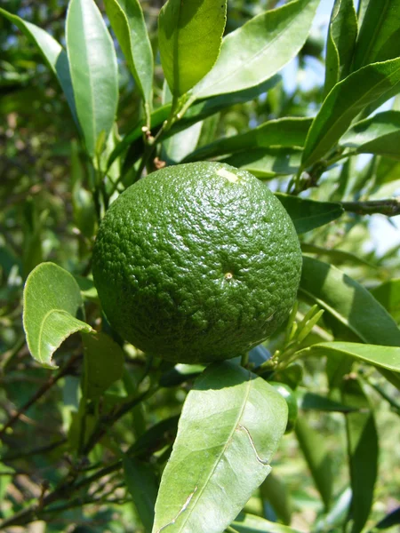 stock image Oranges