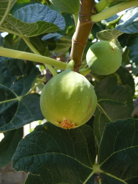 Groene fig — Stockfoto