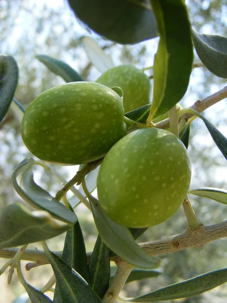 Grüne Olive — Stockfoto