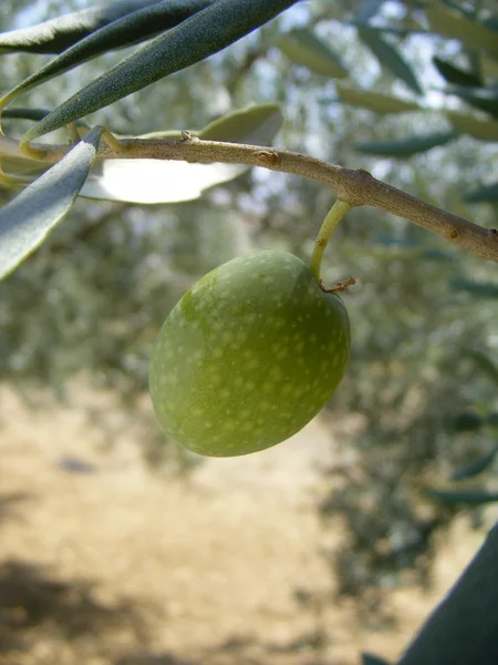 Зелений оливковий — стокове фото