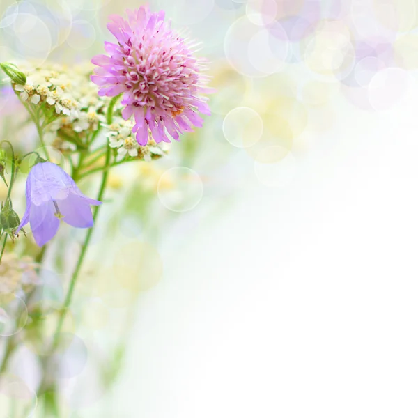 Letní květy - pozadí s květinami — Stock fotografie