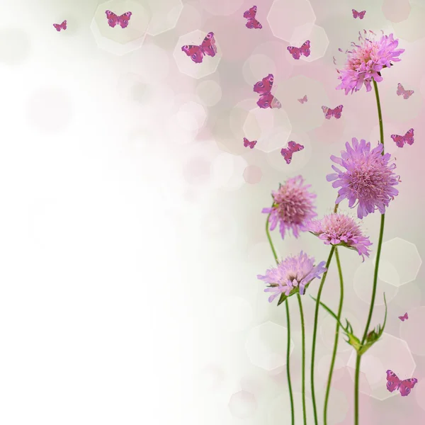 Květ pozadí - rozmazané květinové hranice s květinami a zadek — Stock fotografie
