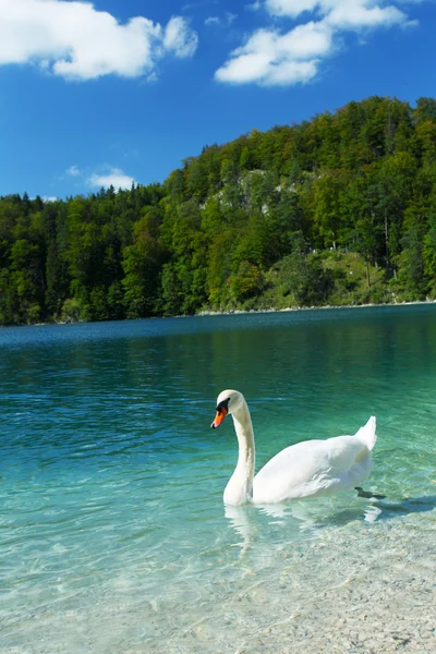 Alperna sjön och vit svan — Stockfoto