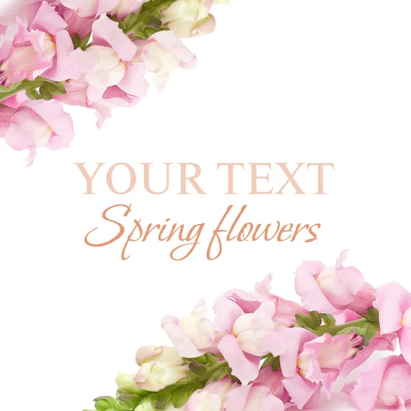 Spring floral background — Stock Photo, Image
