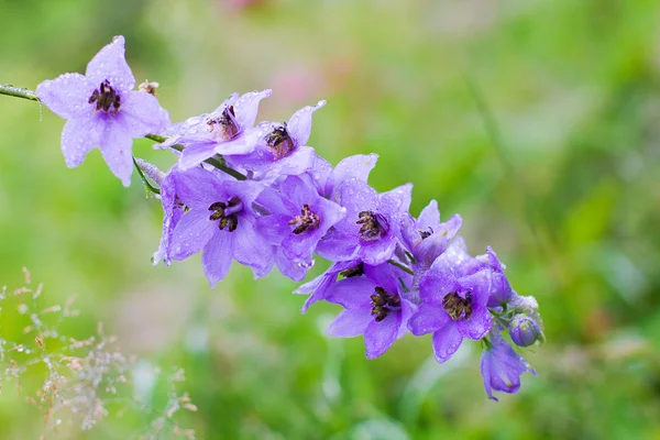 Blossom - Delphinium flowers in a perennial garden — Stock Photo, Image