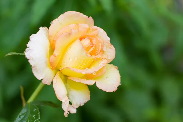 绿色背景-夏天盛开的玫瑰 — 图库照片