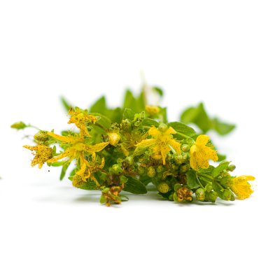 Tutsan (Saint-John's-wort), herbal medicine clipart