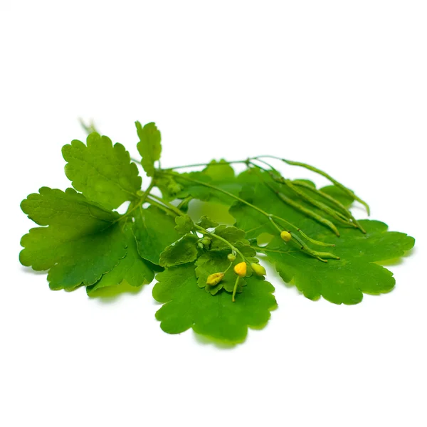 Celandine (Chelidonium majus), herbal medicine - medicinal herbs — Stock Photo, Image