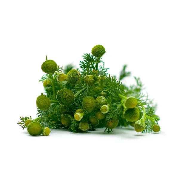 Chamomile, herbal medicine - medicinal herbs on white, series — Stock Photo, Image