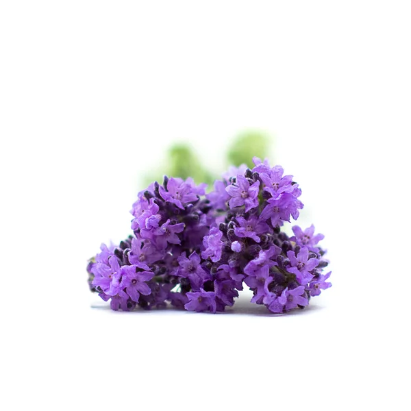 Lavanda, erboristeria - erbe medicinali su bianco, serie — Foto Stock