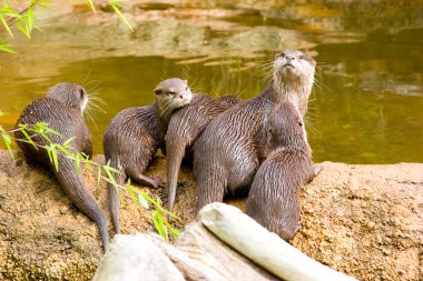 Otter with offspring clipart