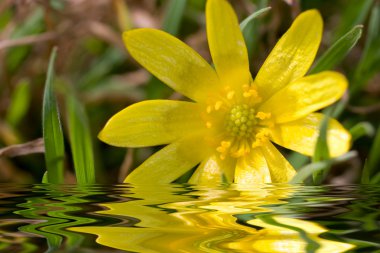 Yellow flower close-up background clipart