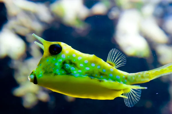 Egzotikus sárga hal — Stock Fotó