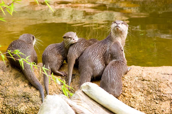 Otter med avkomma — Stockfoto