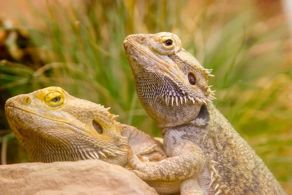 Two yellow lizzards copulating in grass — Stock Photo, Image