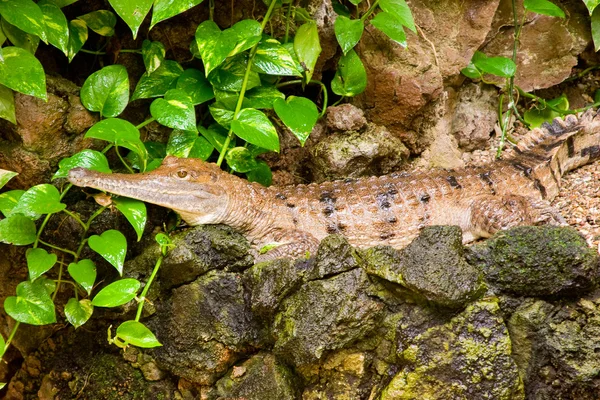 Brown alligator waiting for prey in ambush — Stock Photo, Image