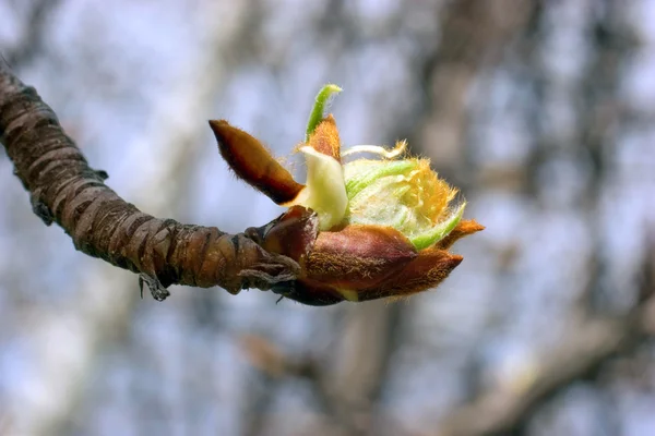 Ramita de árbol con capullo —  Fotos de Stock