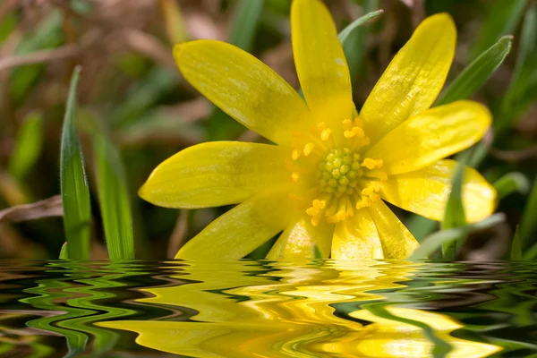 Fleur jaune fond gros plan — Photo