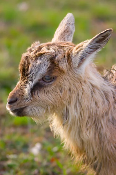 Een kleine hoofd van de geit — Stockfoto