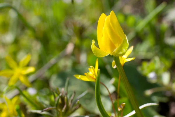 Bellissimo fiore giallo — Foto Stock