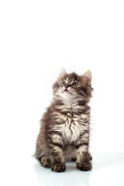 俏皮的小猫 — 图库照片