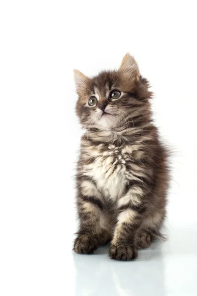 Piccolo gattino giocherellone — Foto Stock