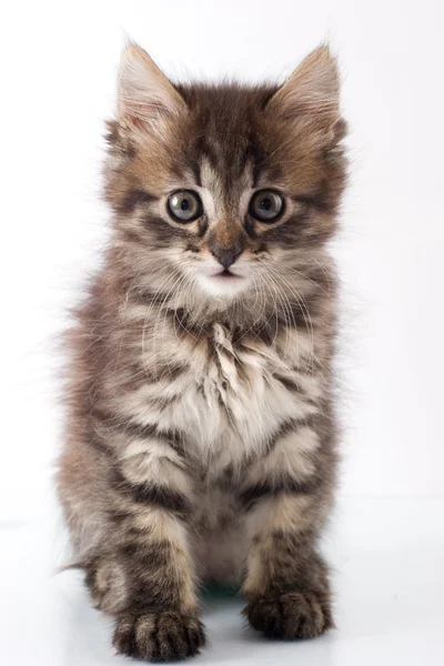 Játékos kis cica — Stock Fotó