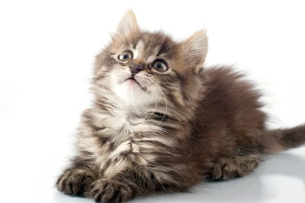 Oynak küçük kedicik — Stok fotoğraf