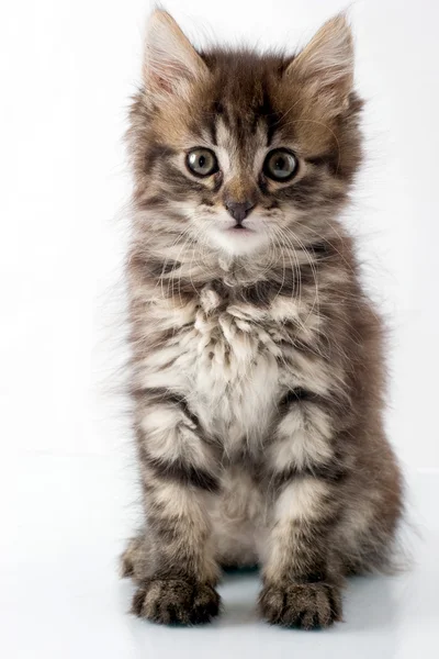 쾌활 한 고양이 — 스톡 사진