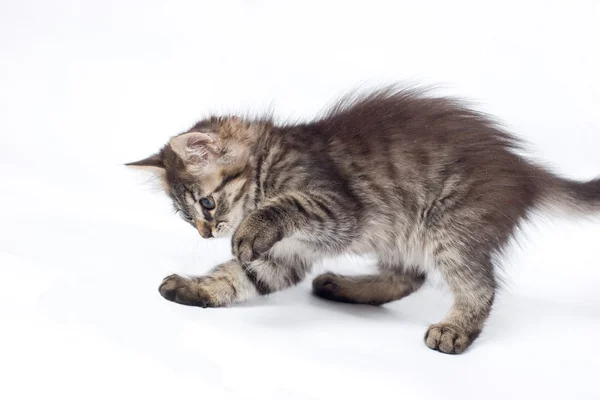 Speelse kleine kitty — Stockfoto