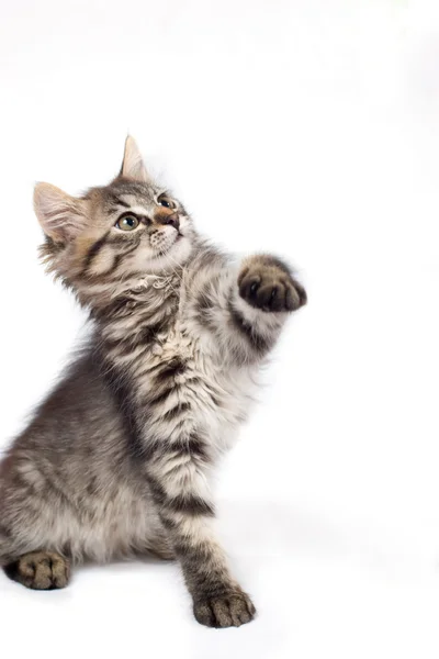 Piccolo gattino giocherellone — Foto Stock