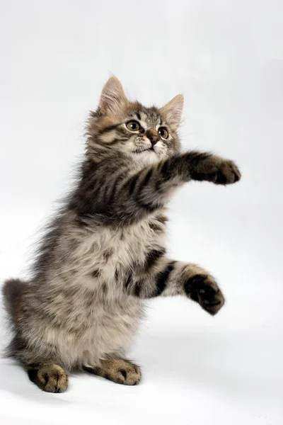 Hravé koťátko — Stock fotografie