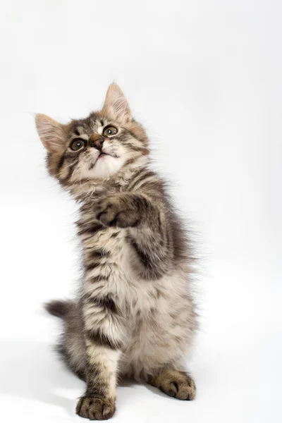 Pequeño gatito juguetón —  Fotos de Stock