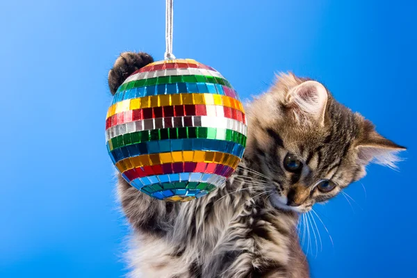 Γάτα παιχνίδι με μπάλα disco — Φωτογραφία Αρχείου