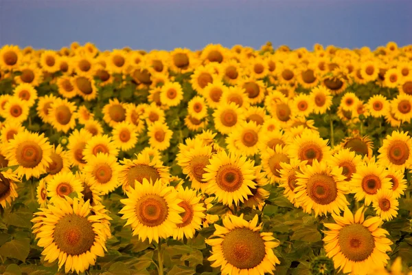 Красиві Соняшники поля — стокове фото