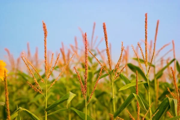 stock image Corn field with blue sky