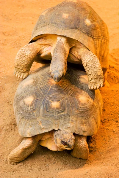 Zwei lustige kopulierende Schildkröten lizenzfreie Stockfotos