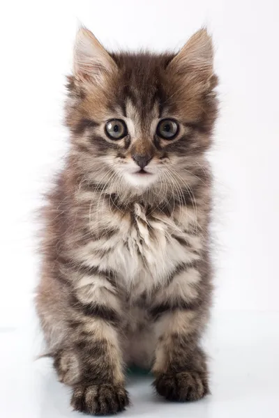 Piccolo gattino giocherellone Immagine Stock