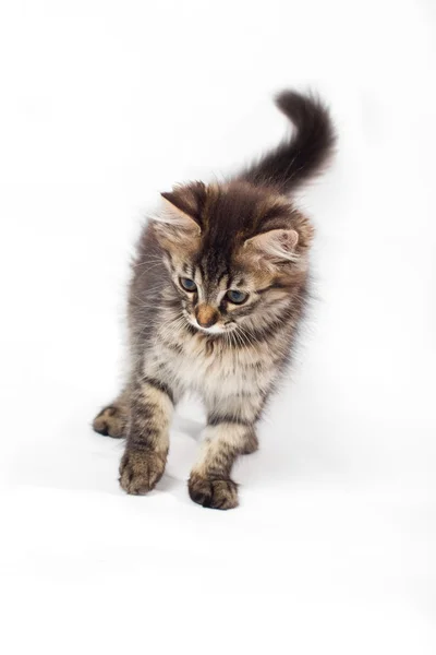 Lekfull liten kattunge Stockbild