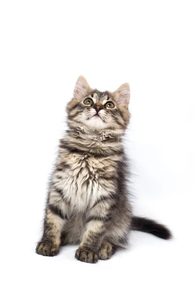 쾌활 한 고양이 스톡 사진