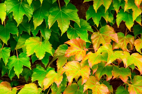 Виноградного листя фону Ліцензійні Стокові Зображення