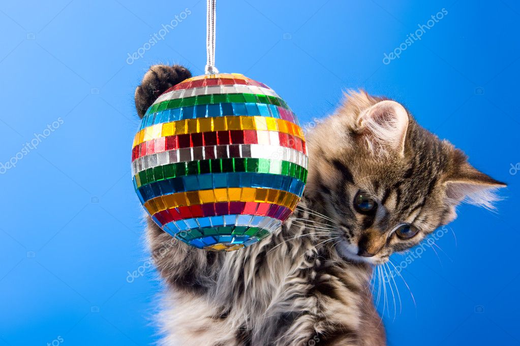 disco cat ball