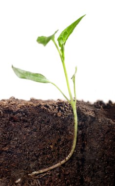 Growing plant with undeground roo clipart