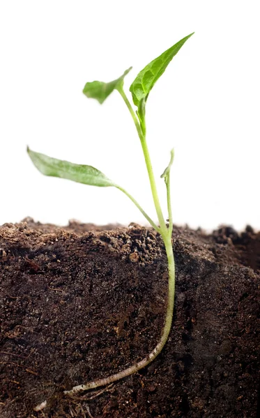 Planta em crescimento com terra firme — Fotografia de Stock