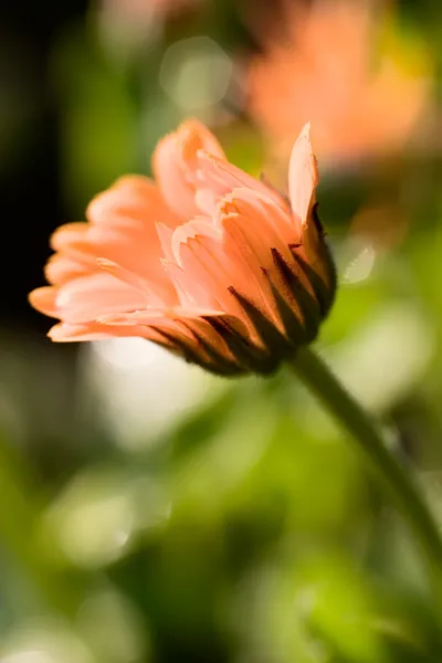 Flor de caléndula —  Fotos de Stock