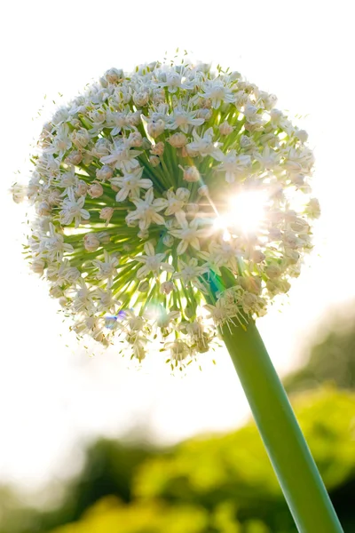 Flor de cebola — Fotografia de Stock