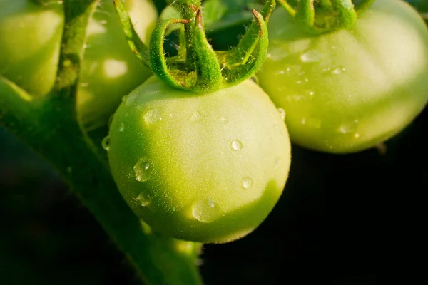 未成熟的绿色蕃茄 图库图片