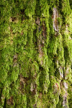 Tree bark covered with green moss clipart