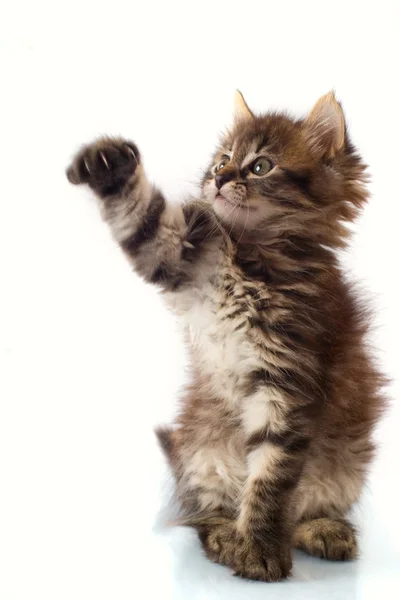 Piccolo gattino giocherellone — Foto Stock